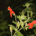 Mimulus-cardinalis-scarlet-monkeyflower-Serrano-Canyon-Pt-Mugu-2012-06-04-IMG_5087.jpg