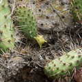 Opuntia-littoralis-coastal-prickly-pear-Pt-Mugu-2010-06-29-IMG 6186