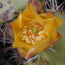 Opuntia-littoralis-flower-2003-06-10