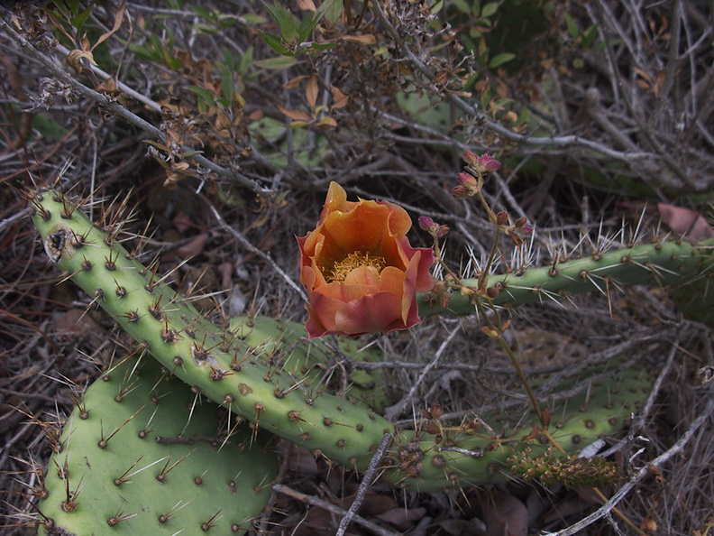 Opuntia-littoralis-prickly-pear-orange-flower-Pt.Mugu-2012-06-14-IMG_2085.jpg