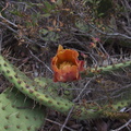 Opuntia-littoralis-prickly-pear-orange-flower-Pt.Mugu-2012-06-14-IMG 2085