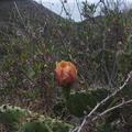 Opuntia-littoralis-prickly-pear-orange-flower-Pt.Mugu-2012-06-14-IMG 2087