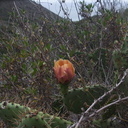 Opuntia-littoralis-prickly-pear-orange-flower-Pt.Mugu-2012-06-14-IMG 2087