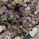 Phacelia-grandiflora-Chumash-2014-06-02-IMG 3933
