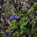 Phacelia-sp-grandiflora-roadside-Pt-Mugu-2012-06-12-IMG 2062