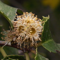 Prunus-ilicifolia-holly-leaved-cherry-Pt.Mugu-2012-06-14-IMG 2131