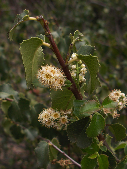 Prunus-ilicifolia-holly-leaved-cherry-Pt.Mugu-2012-06-14-IMG 2133