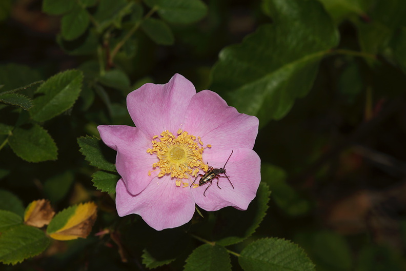 Rosa-californica-California-wild-rose-Serrano-Canyon-Pt-Mugu-2012-06-04-IMG_5111.jpg
