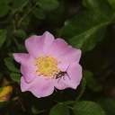 Rosa-californica-California-wild-rose-Serrano-Canyon-Pt-Mugu-2012-06-04-IMG 5111