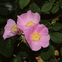 Rosa-californica-California-wild-rose-Serrano-Canyon-Pt-Mugu-2012-06-04-IMG 5125