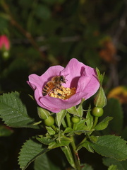 Rosa-californica-California-wild-rose-Serrano-Canyon-Pt-Mugu-2012-06-04-IMG 5133