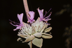 Salvia-leucophylla-pink-sage-Serrano-Canyon-Pt-Mugu-2012-06-04-IMG 5042