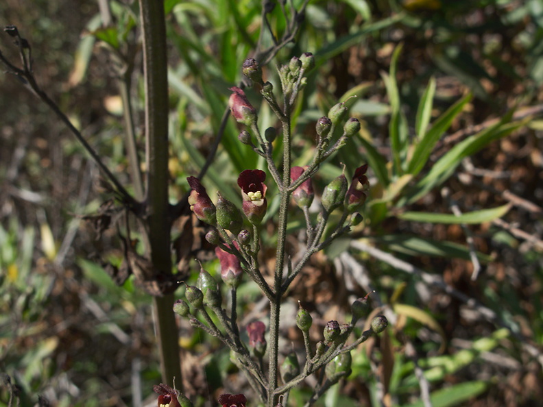 Scrophularia-californica-California-bee-plant-Pt-Mugu-2010-06-16-IMG_6156.jpg