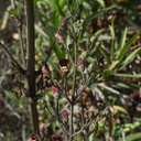 Scrophularia-californica-California-bee-plant-Pt-Mugu-2010-06-16-IMG 6156