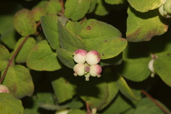Symphoricarpos-mollis-creeping-snowberry-Serrano-Canyon-Pt-Mugu-2012-06-04-IMG 5147
