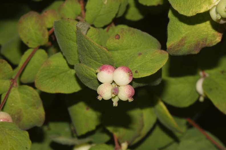 Symphoricarpos-mollis-creeping-snowberry-Serrano-Canyon-Pt-Mugu-2012-06-04-IMG_5147.jpg