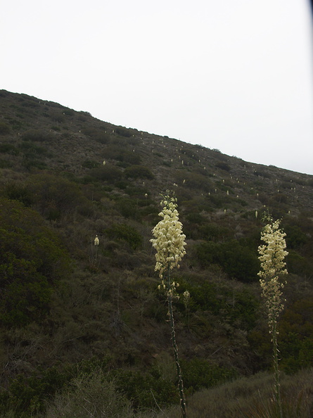 Yucca-whipplei-Pt.Mugu-2012-06-14-IMG_2092.jpg