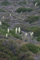 Yucca-whipplei-chaparral-Pt-Mugu-2010-06-04-IMG 1087