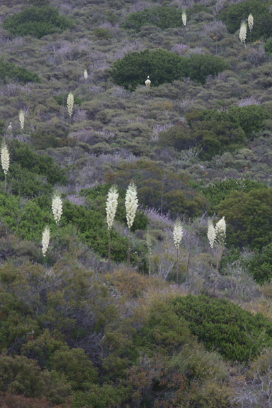Yucca-whipplei-chaparral-Pt-Mugu-2010-06-04-IMG_1087.jpg