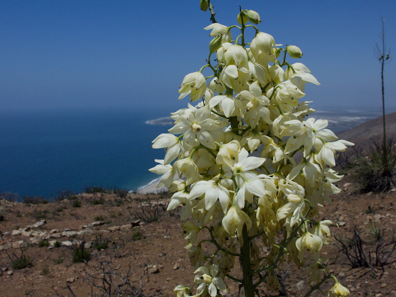 Yucca-whipplei-flowering-Chumash-2014-06-16-IMG_4096.jpg