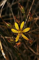 bloomeria-crocea-yellow-fls-3-2007-06-08