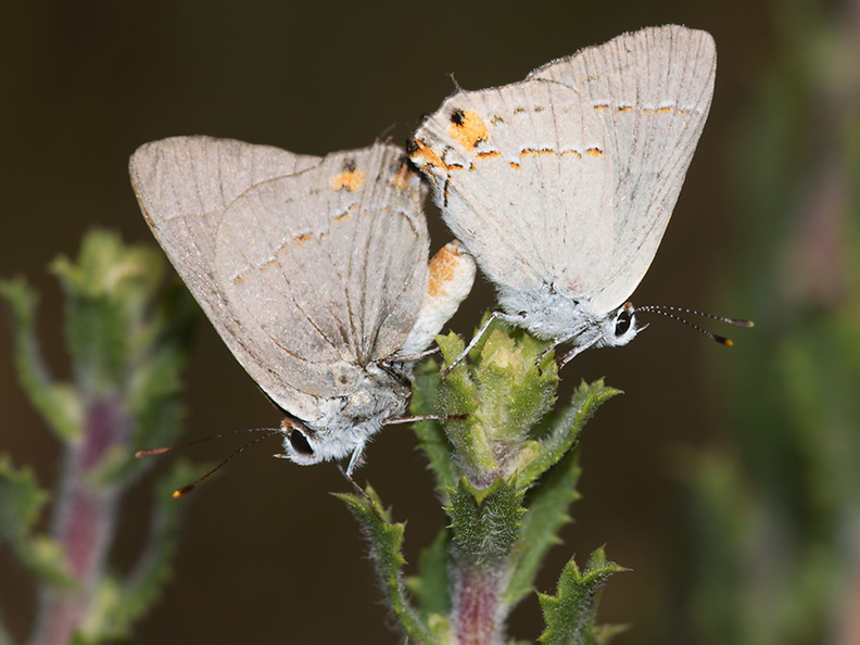 butterfly-pair-Lycaenidae-hairstreak-Pt-Mugu-2010-06-16-IMG_1245.jpg