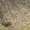 hillside-with-blooming-Yucca-whipplei-Serrano-Canyon-Pt-Mugu-2012-06-04-IMG 5158