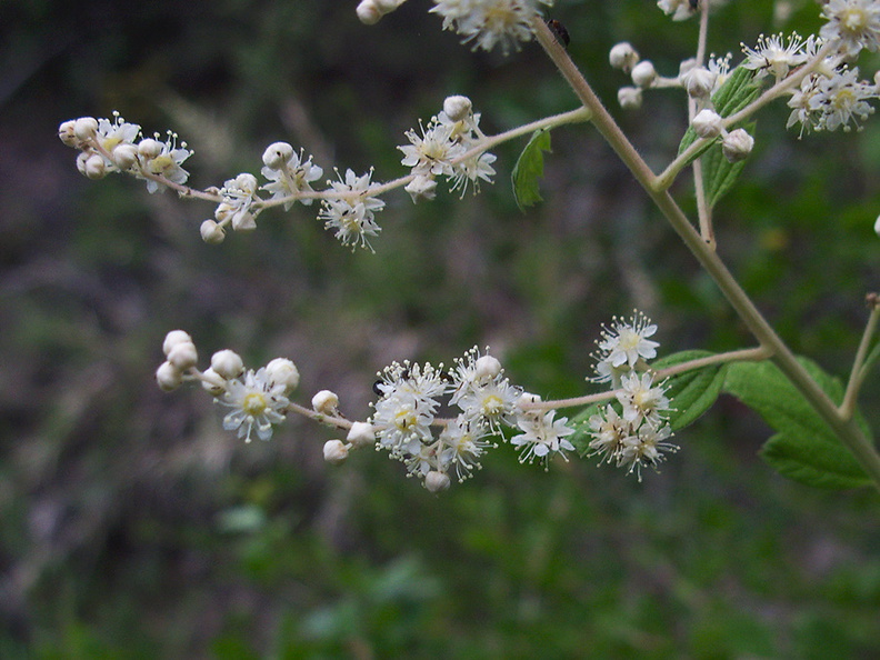 indet-woody-shrub-white-inflorescence-Serrano-Canyon-Pt-Mugu-2012-06-04-IMG 1959
