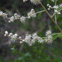indet-woody-shrub-white-inflorescence-Serrano-Canyon-Pt-Mugu-2012-06-04-IMG 1959