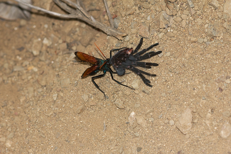 tarantula-hawk-wasp-Hemipepsis-ustulata-attacking-tarantula-Pt.Mugu-2012-06-18-IMG_5401.jpg