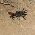 tarantula-hawk-wasp-Hemipepsis-ustulata-attacking-tarantula-Pt.Mugu-2012-06-18-IMG_5401.jpg