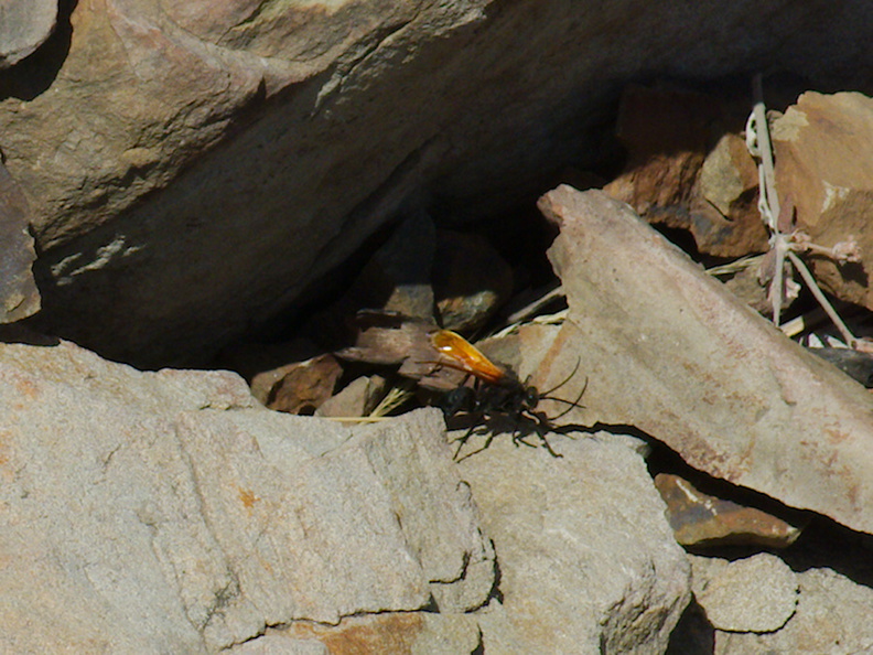 tarantula-wasp-Chumash-2014-06-16-IMG_4100.jpg