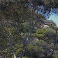 tree-Ray-Miller-trail-Pt-Mugu--2012-06-26-IMG_5438.jpg