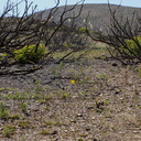 view-of-regenerating-hillside-one-year-after-fire-Chumash-2014-06-02-IMG 3907