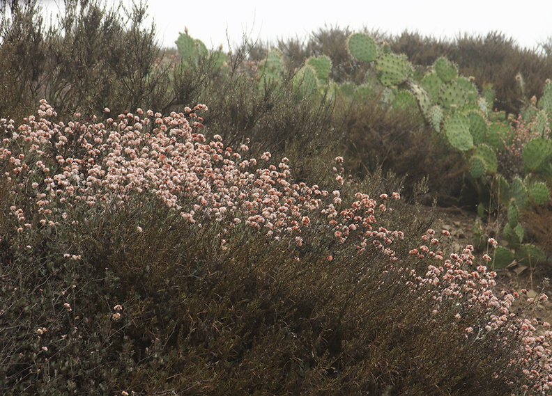 Eriogonum-cinereum-ashyleaf-buckwheat-Chumash-trail-Pt-Mugu-2012-08-23-IMG_2717.jpg
