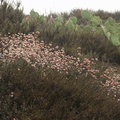 Eriogonum-cinereum-ashyleaf-buckwheat-Chumash-trail-Pt-Mugu-2012-08-23-IMG 2717