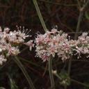 Eriogonum-cinereum-ashyleaf-buckwheat-Chumash-trail-Pt-Mugu-2012-08-23-IMG 2720