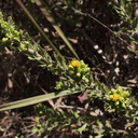 Hazardia-squarrosa-goldenbush-Pt-Mugu-2010-07-15-IMG 6338