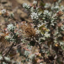 Hazardia-squarrosa-goldenbush-with-seed-heads-Pt-Mugu-2010-07-15-IMG 6328