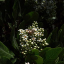 Heteromeles-arbutifolia-toyon-christmas-berry-flowering-Pt-Mugu-2010-07-15-IMG 6316