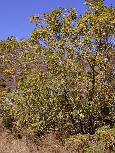 Juglans_californica_tree-2003-08-08.jpg