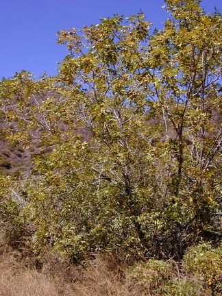 Juglans californica tree-2003-08-08