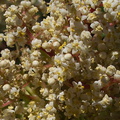 Malosma-laurina-laurel-sumac-flowering-Pt-Mugu-2010-07-15-IMG 6309