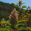Malosma-laurina-laurel-sumac-flowering-Pt-Mugu-2010-07-15-IMG 6321