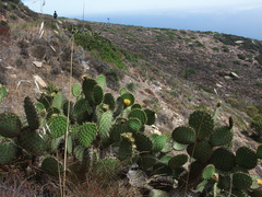 Opuntia-littoralis-coast-prickly-pear-Chumash-2012-07-23-IMG 2305