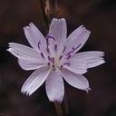 Stephanomeria virgata infl2-2003-07-26