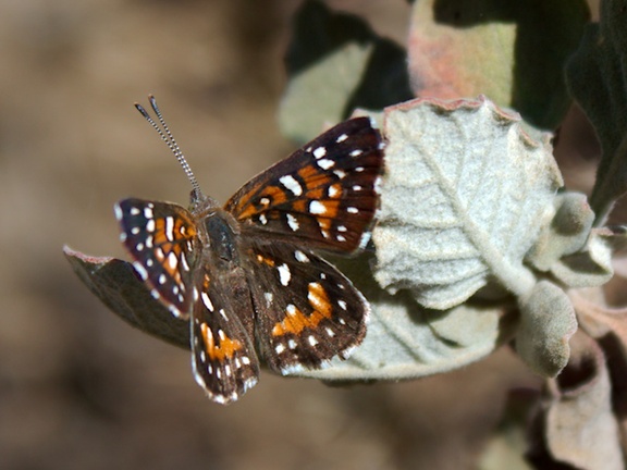 checkerspot-butterfly-Chumash-trail-2015-07-10-IMG 1046