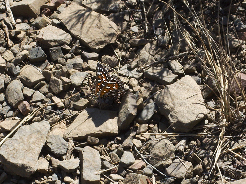 checkerspot-butterfly-Euphydryas-sp-Chumash-2012-07-23-IMG 2311
