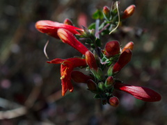 chuparosa-not--Mimulus-cardinalis-scarlet-monkeyflower-Chumash-trail-2015-07-10-IMG 1047