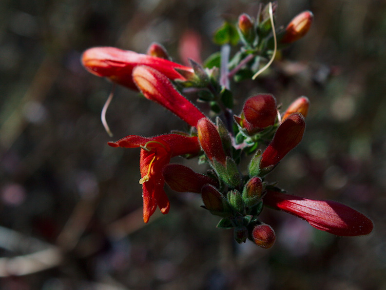 chuparosa-not--Mimulus-cardinalis-scarlet-monkeyflower-Chumash-trail-2015-07-10-IMG_1047.jpg